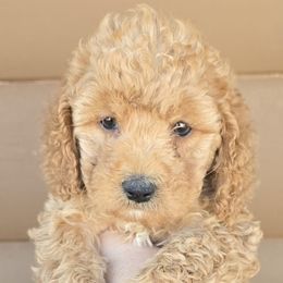 Reed - Red male Cockapoo puppy in Lebanon, Kentucky from Mosaic Merle Doodles