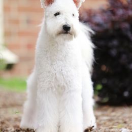 Pumi All Grown Up from Pimasz Kutya Kennel