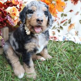 Mocha - female Bernese Mountain Dog puppy in Middlesex, North Carolina from Willow Springs Doodles & Berners