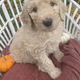 Poodle Puppies from Wilks Pups