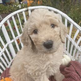Poodle Puppies from Wilks Pups