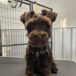 Coco - Miniature Schnauzer