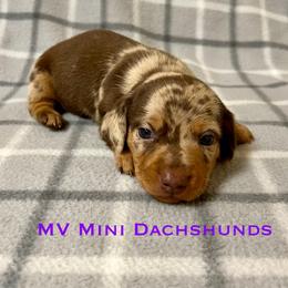 Jasper - Dapple male Dachshund puppy in Carlsbad, Texas from MV Mini Dachshunds