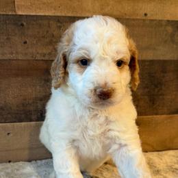 Green Collar Boy - Yellow and white male Bernedoodle puppy in San Augustine, Texas from Vintage Doodles