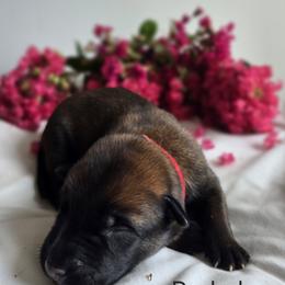 Belgian Malinois Puppies from Rose Kennels