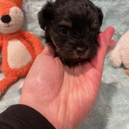 Bear - Black phantom male Aussiedoodle puppy in Bee Branch, Arkansas from Scroggins Creek Doodles