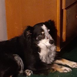 Mesa - Miniature Australian Shepherd