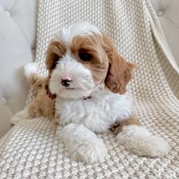 Dustin (red collar) - Red  male Goldendoodle puppy in Twin Falls, Idaho from Magic Valley Family Doodles