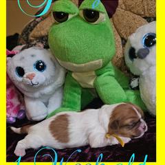 Cavatzu Puppies from Pulley Puppies