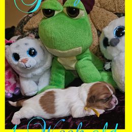 Cavatzu Puppies from Pulley Puppies