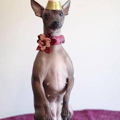 Xoloitzcuintli All Grown Up from Yadalanh Xoloitzcuintli