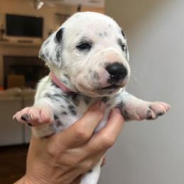 Girl 2 - female Dalmatian puppy in Tulsa, Oklahoma from White House Dals