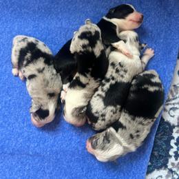 Ruger - Blue merle male Australian Shepherd puppy in Howardsville, Virginia from Spectacular Aussies and Cavaliers