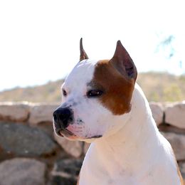 Red - American Staffordshire Terrier