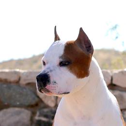 Red - American Staffordshire Terrier