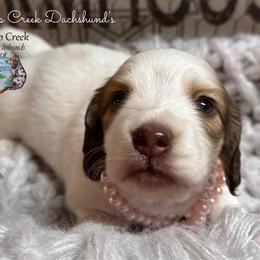 Puma - Piebald female Dachshund puppy in Fayetteville, West Virginia from Loop Creek Dachshunds