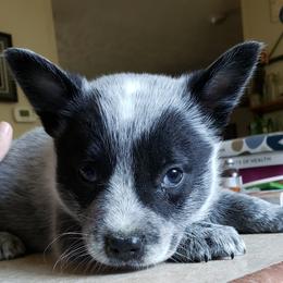 Australian Cattle Dog Puppies from Blue Coyote Ranch