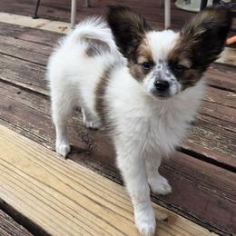 Sprite - White and sable female Papillon puppy in Mountain Home, Arkansas from King's Papillons