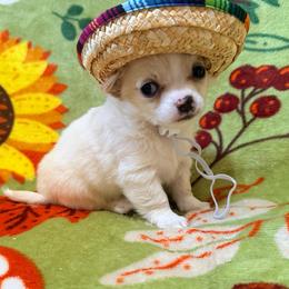 Dave - Silver male Chihuahua puppy in Seneca, Missouri from Stephanie’s Puppy Colony
