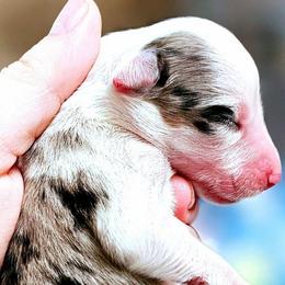Zyruf - Blue merle male Miniature Australian Shepherd puppy in Punta Gorda, Florida from Christie's Creekside Aussies
