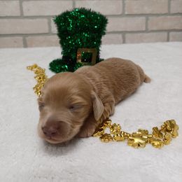 Basset Hound and Dachshund Puppies from Low Down Bassets