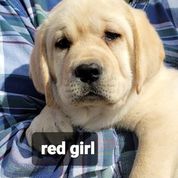 Labrador Retriever Puppies from Logan Acre Labradors