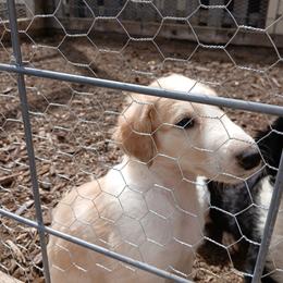 Art - Cream sable male Borzoi puppy in Larimer County, Colorado from Cherry Hill Borzois