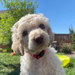 MANTIS - Cream Poodle puppy in Thornton, Colorado from Shandy Poodle