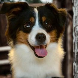 Hudson - Toy Australian Shepherd