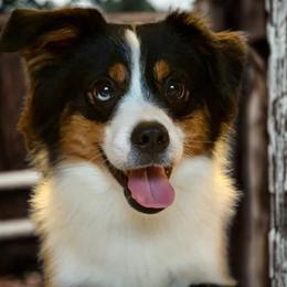Hudson - Toy Australian Shepherd