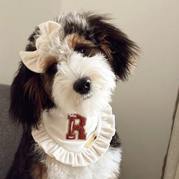 Bernedoodles from The Puppy Nest