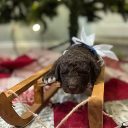 Neyland - Chocolate male Labradoodle puppy in Camden, North Carolina from Oopsie Doodles of NC