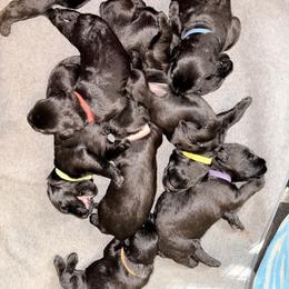 Jet - Black female Giant Schnauzer puppy in Noblesville, Indiana from Stratton House Kennels