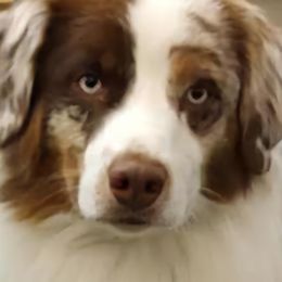 Hot Shot - Miniature Australian Shepherd