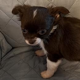 Nutmeg - Chocolate and white female Chihuahua puppy in Madison, Virginia from KimberGlen Chihuahuas