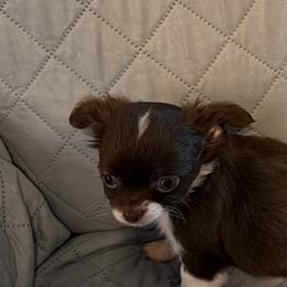 Nutmeg - Chocolate and white female Chihuahua puppy in Madison, Virginia from KimberGlen Chihuahuas