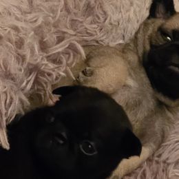 Pugs from Stubbys pugs