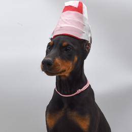 Pink collar female - Black and rust female Doberman Pinscher puppy in Lafayette, Louisiana from Indah Lux Dobermans