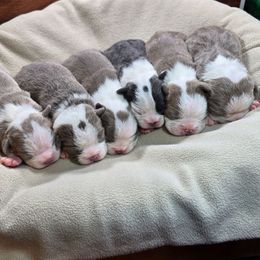 Bluey - Blue female Boston Terrier puppy in Millers Creek, North Carolina from Tumbling Shoals Hilltop Bostons