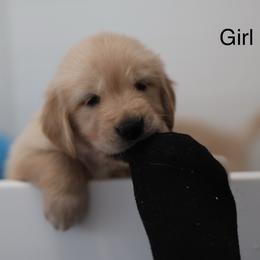 Female golden puppy - Golden female Golden Retriever puppy in Lemoore, California from UnrivaledGoldens