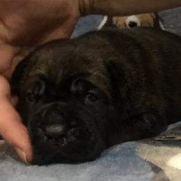 Boy 3 - Cane Corso puppy in Jeffersonville, Kentucky from K9 Guardian Cane Corso