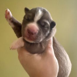 Sedona - Red and white female Siberian Husky puppy in Florence, Kentucky from Moonlight Howl Huskies