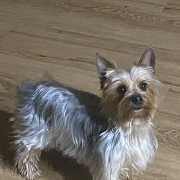 Maddie - Yorkshire Terrier
