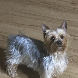 Maddie - Yorkshire Terrier