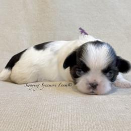 Black and White Female - Purple Collar - Black and white female Shih Tzu puppy in Waynetown, Indiana from Swaying Sycamore Farm