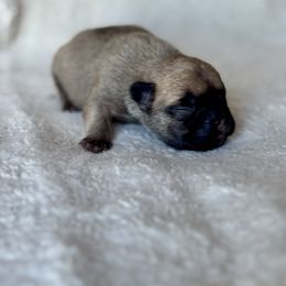 Boy 1 - Fawn and white male French Bulldog puppy in Malad, Idaho from Kellysbulldogs