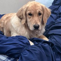 Sadie - Golden Retriever