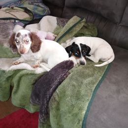 Dachshund Puppies from K&L Dachshund