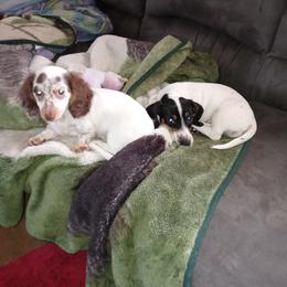 Dachshund Puppies from K&L Dachshund