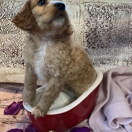 Cockapoo Puppies from Country J Canines